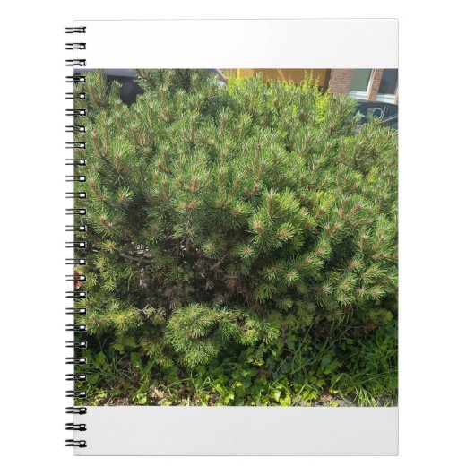 Green Pine Bush Nature Notebook Notitieboek (Voorkant)