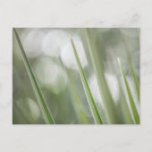 Green Plant Natuur Foto Briefkaart (Voorkant)