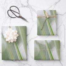 Green Plant Natuur Foto