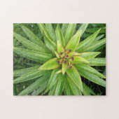 Green Pointed-Leaf Plant Puzzle door Darin Jones Legpuzzel (Horizontaal)