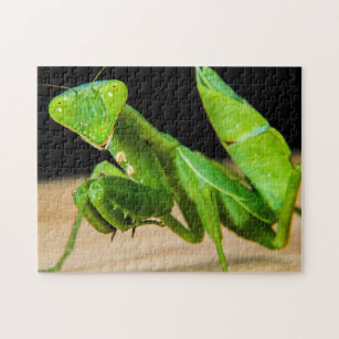 Green Praying Mantis Close-up Photo Puzzle Legpuzzel