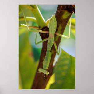 Green Praying Mantis Macro Photography Wall Art Poster