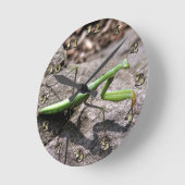 Green Preying Mantis on a Rock Ronde Klok (Hoek)