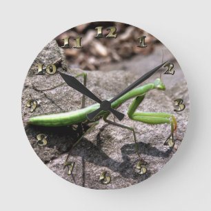 Green Preying Mantis on a Rock Ronde Klok