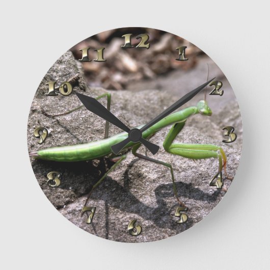 Green Preying Mantis on a Rock Ronde Klok (Voorkant)