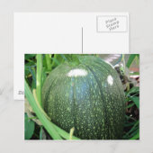 Green Pumpkin Briefkaart (Voorkant / Achterkant)
