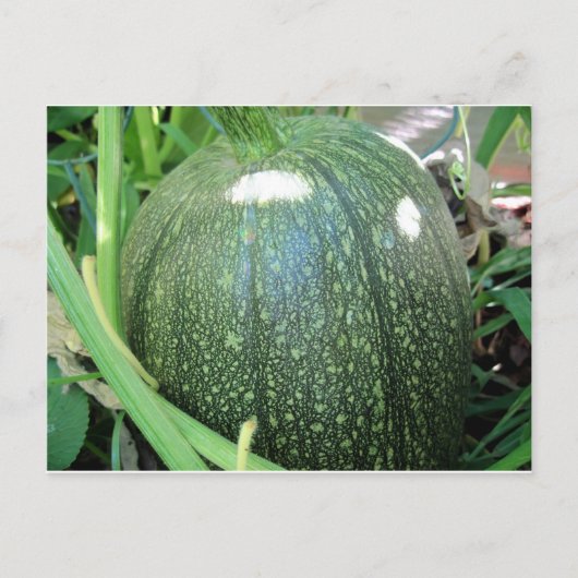 Green Pumpkin Briefkaart (Voorkant)
