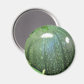 Green Pumpkin Magneet (Voorkant / Achterkant)