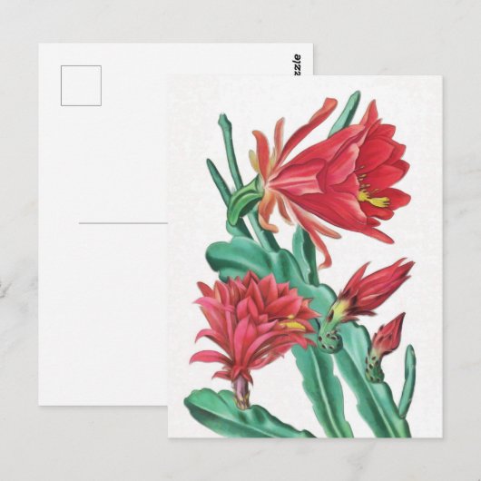 Green Red Blooming Cactus Briefkaart (Voorkant / Achterkant)