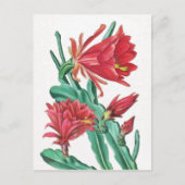 Green Red Blooming Cactus Briefkaart (Voorkant)