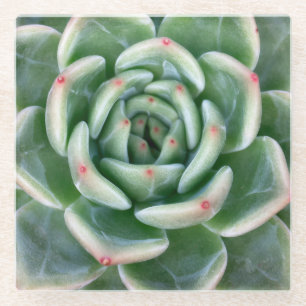 Green Red Tipped Succulent Glazen Onderzetter