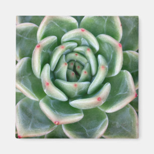 Green Red Tipped Succulent Magneet