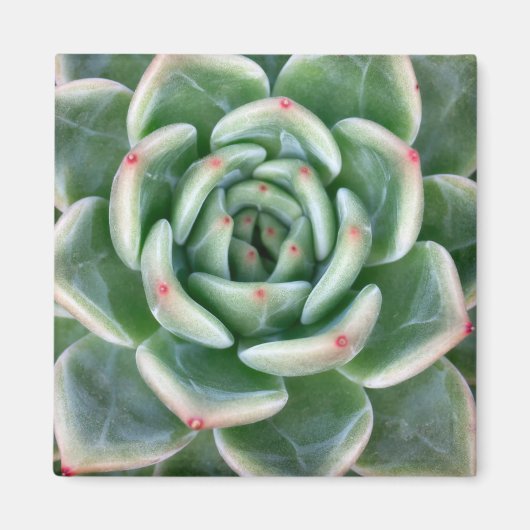 Green Red Tipped Succulent Magneet (Voorkant)