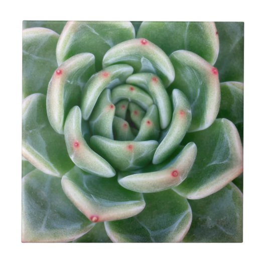 Green Red Tipped Succulent Tegeltje (Voorkant)