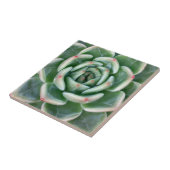 Green Red Tipped Succulent Tegeltje (Zijkant)