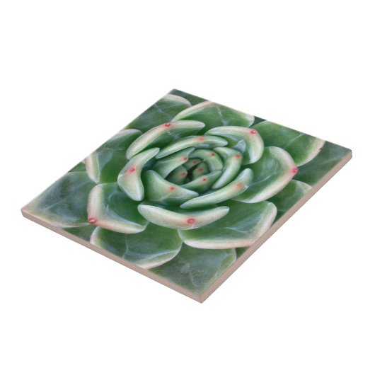 Green Red Tipped Succulent Tegeltje (Zijkant)