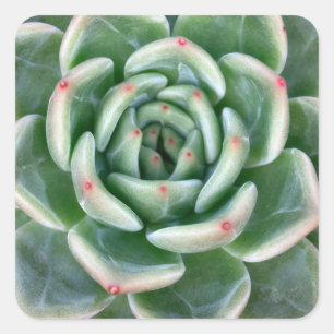 Green Red Tipped Succulent Vierkante Sticker