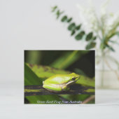 Green Reed Frog Briefkaart (Staand voorkant)