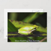 Green Reed Frog Briefkaart (Voorkant / Achterkant)