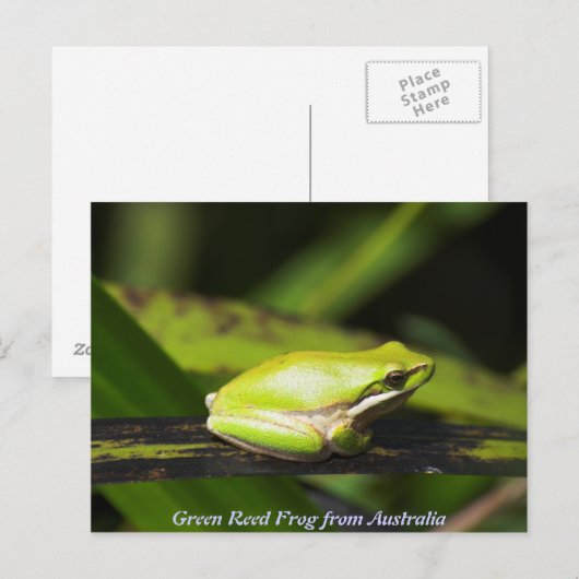 Green Reed Frog Briefkaart (Voorkant / Achterkant)