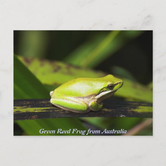 Green Reed Frog Briefkaart (Voorkant)