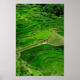 Green Rice terraces, Filipijnen Poster