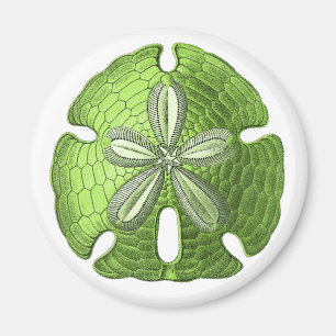 Green Sand Dollar Magneet
