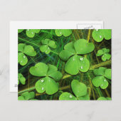 Green Shamrock St Patrick's Day Briefkaart (Voorkant / Achterkant)