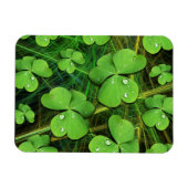Green Shamrock St Patrick's Day Flexi Magnet Magneet (Horizontaal)