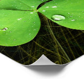 Green Shamrock St Patrick's Day Poster (Hoek)