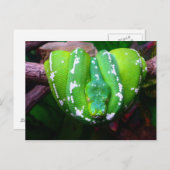 Green Snake Briefkaart (Voorkant / Achterkant)