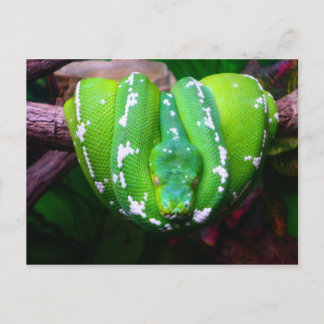 Green Snake Briefkaart
