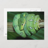 Green Snake Briefkaart (Voorkant / Achterkant)