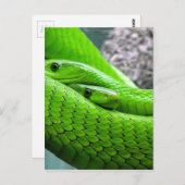 Green Snake Briefkaart (Voorkant / Achterkant)