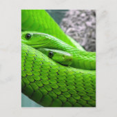 Green Snake Briefkaart (Voorkant)