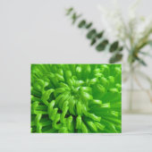 Green Spider Mums Briefkaart (Staand voorkant)