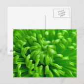 Green Spider Mums Briefkaart (Voorkant / Achterkant)