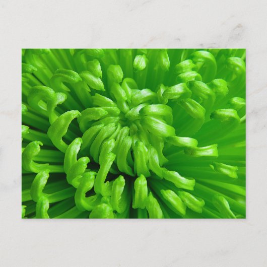 Green Spider Mums Briefkaart (Voorkant)