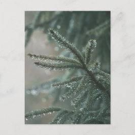 Green spruce tree close-up, Christmas aesthetic Feestdagenkaart