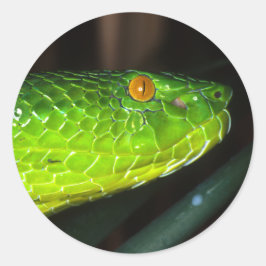 Green Stejneger's groefadder slang Ronde Sticker