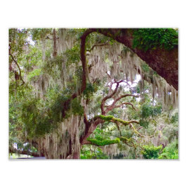 Green Stillness – Mossy Oak in a Tranquil Forest Foto Afdruk