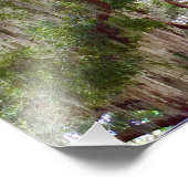 Green Stillness – Mossy Oak in a Tranquil Forest Foto Afdruk (Hoek)