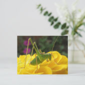 Green Struik Cricket Briefkaart (Staand voorkant)