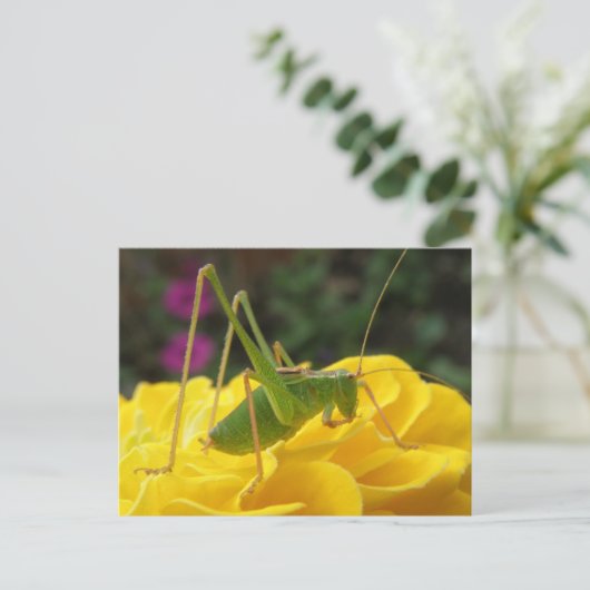 Green Struik Cricket Briefkaart (Staand voorkant)