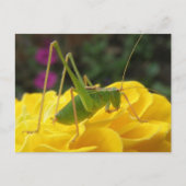 Green Struik Cricket Briefkaart (Voorkant)