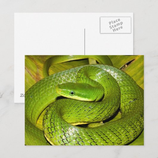 Green Struik Rat Snake Briefkaart (Voorkant / Achterkant)