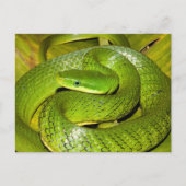 Green Struik Rat Snake Briefkaart (Voorkant)