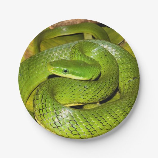 Green Struik Rat Snake Papieren Bordje (Voorkant)