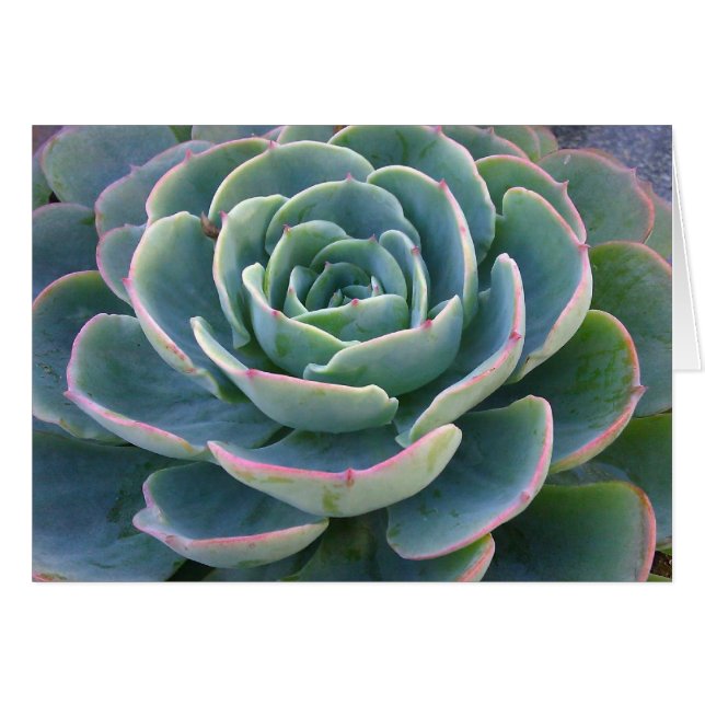 Green Succulent Card (Voorkant Horizontaal)