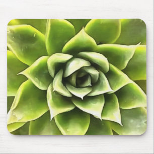 Green Succulent Close Cacti Art Muismat